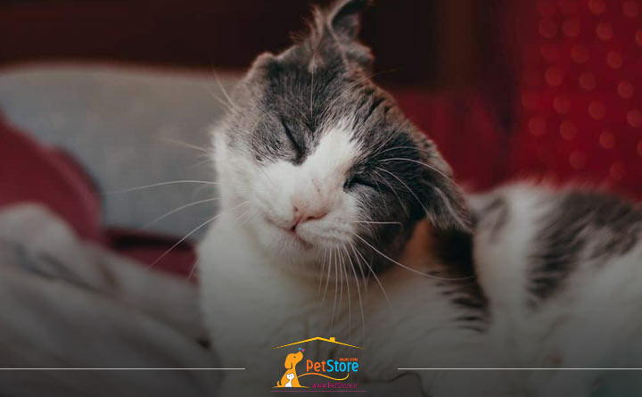 لرزیدن گربه از علایم سرما زدگی است