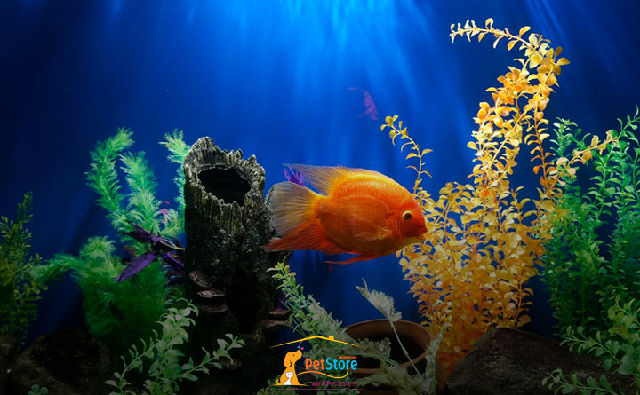 آکواریوم ماهی زینتی