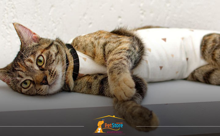 جلوگیری از باز شدن یا عفونی شدن محل برش گربه