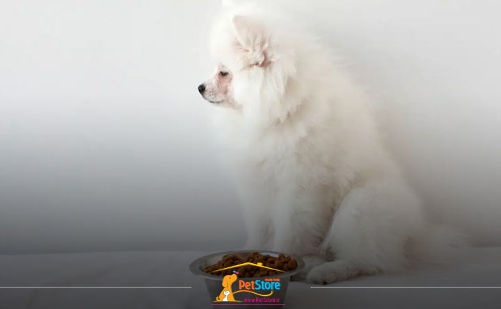 اجتناب توله سگ از غذا خوردن 