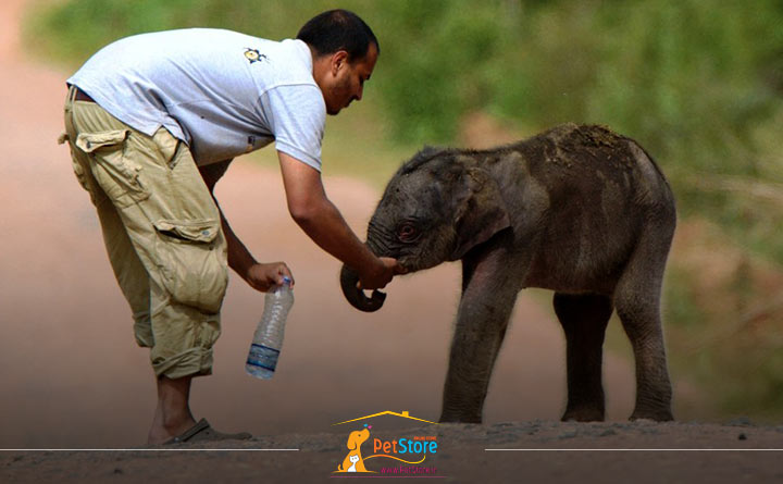 کمک های اورژانسی به حیوانات در طبیعت