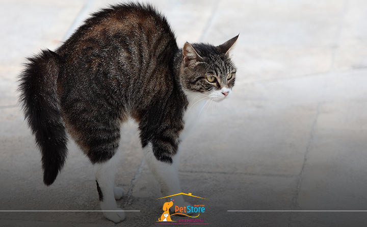 پف کردن دم گربه