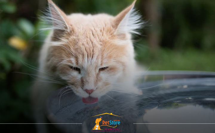 آب خوردن گربه در هوای گرم