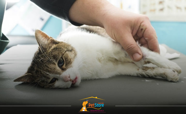 بیماری مزمن کلیوی در گربه