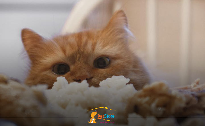 بهترین غذای کربوهیدرات برای گربه