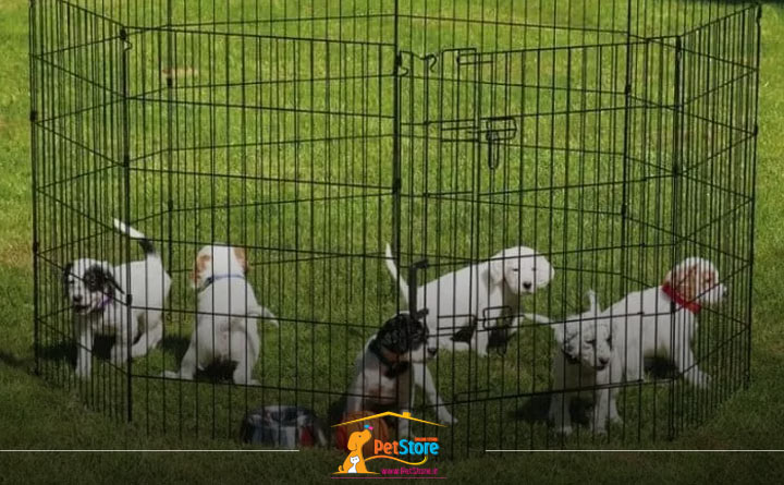 ماندن سگ در پارک بازی