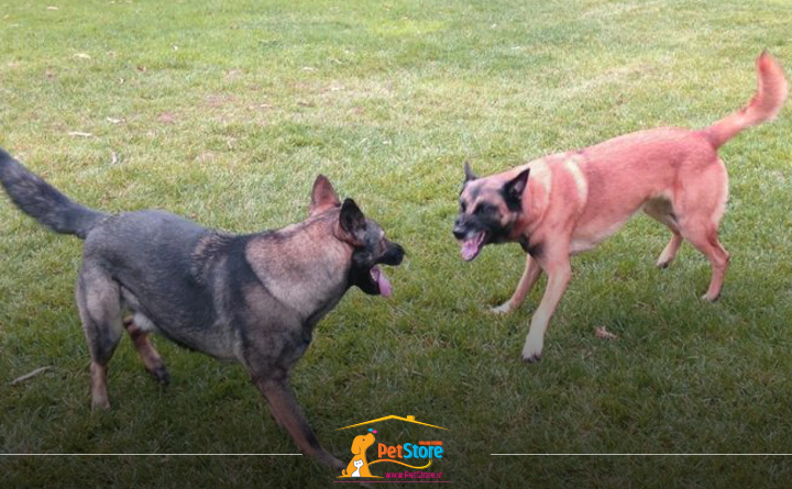 ویژگی های سگ پرخاشگر