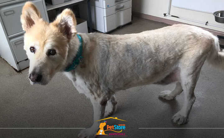 کاهش وزن توله سگ