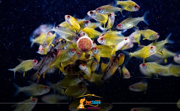 مقدار غذای ماهی آکواریوم