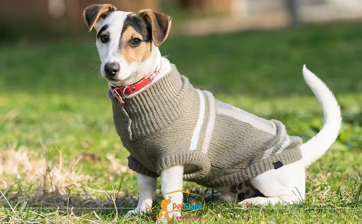 محافظت از سگ با لباس در برابر آسیب‌های محیطی