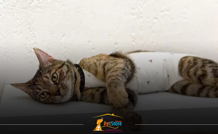 عقیم سازی گربه