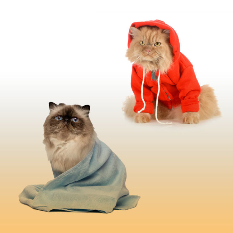 راهنمای خرید لباس و حوله گربه