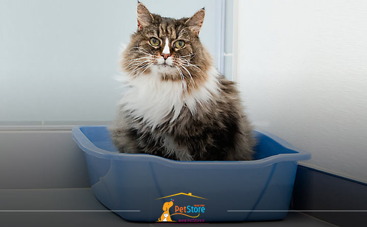 تمیز کردن و رعایت بهداشت گربه