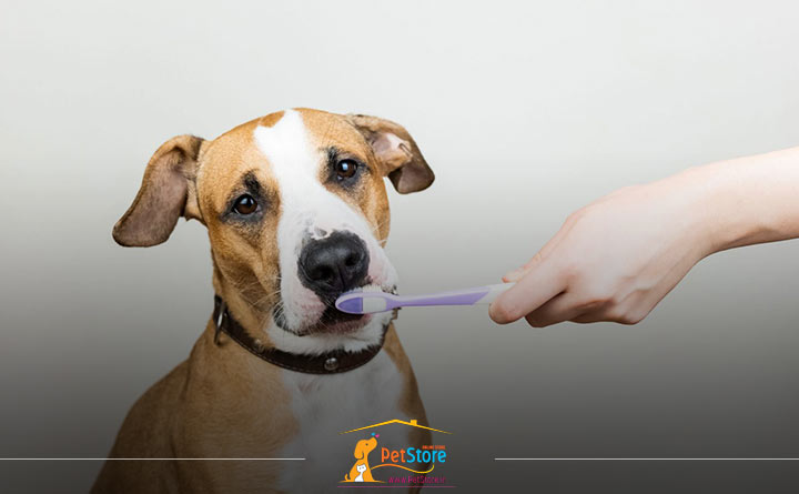 ترس سگ از مسواک زدن