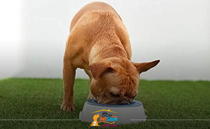 ظرف آب و غذا از وسایل مورد نیاز سگ در پارک بازی