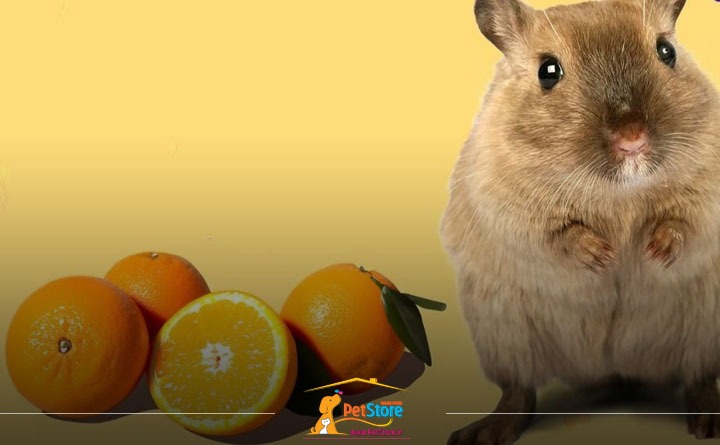 غذای مضر برای همستر