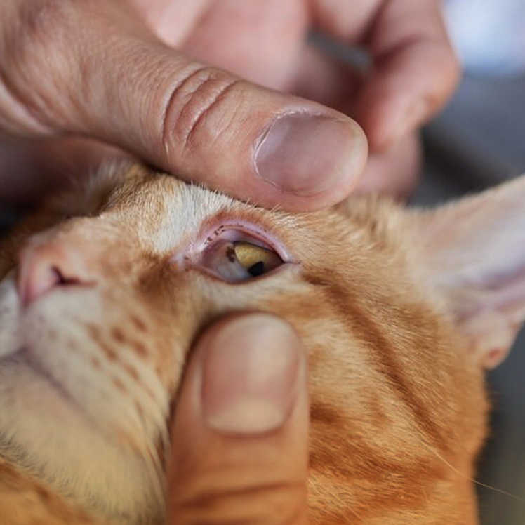 عفونت چشم در گربه‌ها