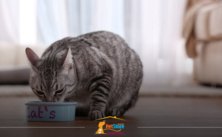 مکان مناسب برای قرار دادن ظرف غذای گربه