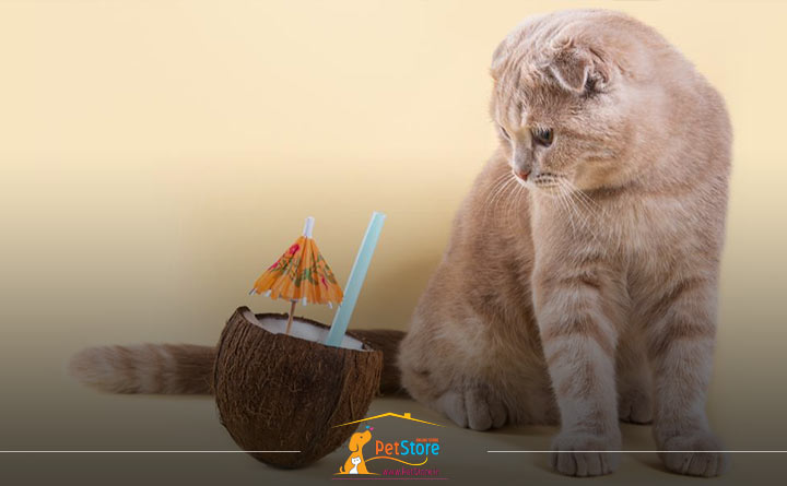 دادن نارگیل به گربه