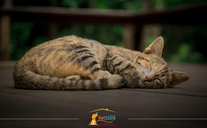 مرگ ناگهانی گربه