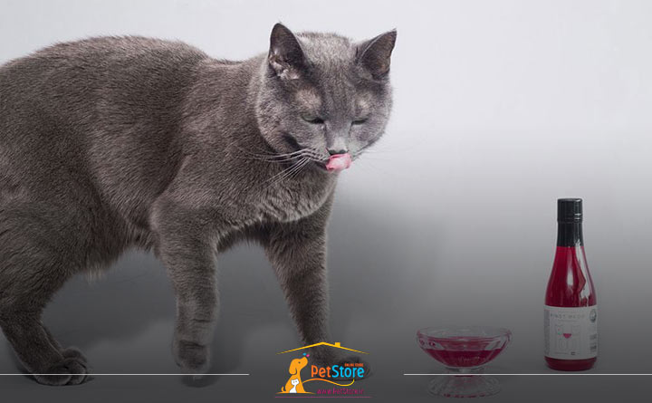 دادن الکل به گربه