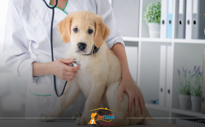 حساسیت سگ به لاکتوز