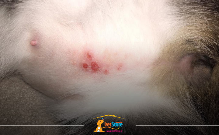 لکه‌های قرمز روی پوست گربه