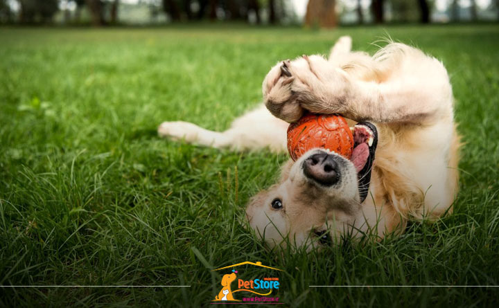 بافت اسباب بازی برای سگ