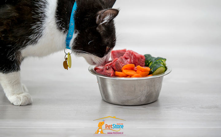 پروتئین در رژیم غذایی گربه