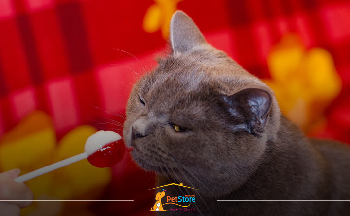 دادن قند جایگزین زایلیتول به گربه