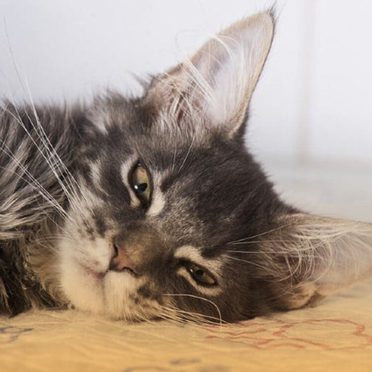 علت و علائم مرگ ناگهانی در گربه