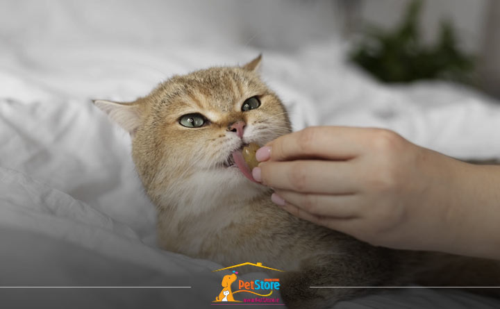 نیاز گربه به مولتی ویتامین 