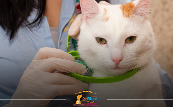 آشنایی با قلاده ضد کنه و کک گربه