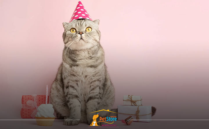 جشن گرفتن با غذای تشویقی گربه
