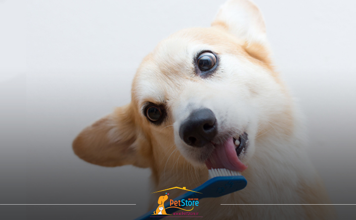 بهترین مسواک برای سگ ها