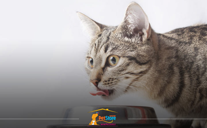 توجه به پهنای ظرف هنگام خرید ظرف غذای گربه