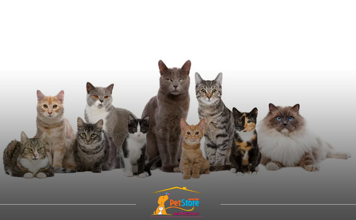 خرید اسباب بازی متناسب با جثه گربه