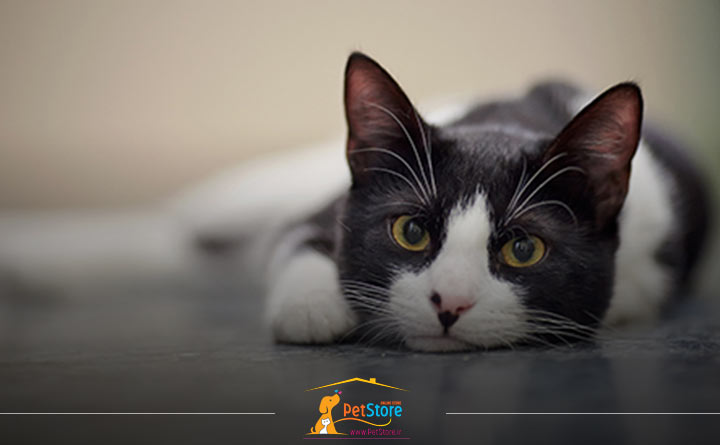 بیماری پرکاری تیروئید در گربه 