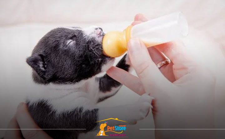 آشنایی با خرید شیشه شیر سگ