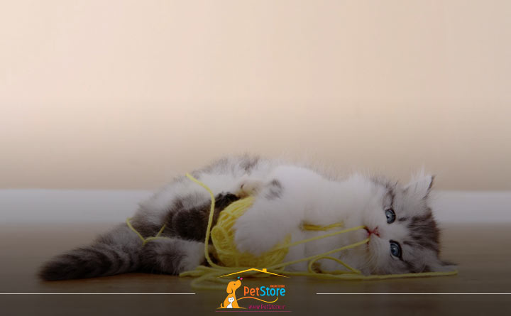 بلعیدن جسم خارجی توسط گربه و مرگ ناگهانی