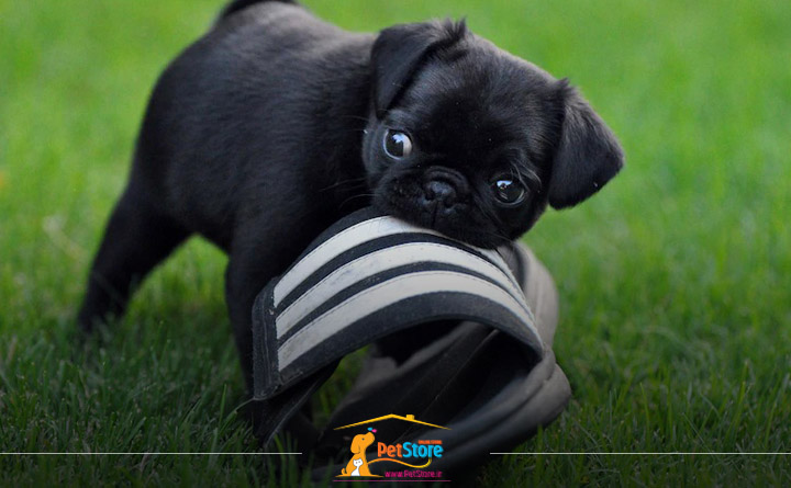 عادت به جویدن: یکی از شخصیت های سگ