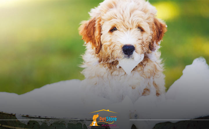 رعایت بهداشت سگ