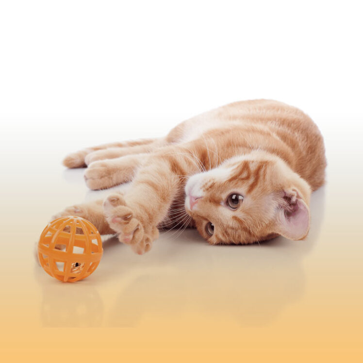 لیست لوازم ضروری برای نگهداری از گربه در خانه