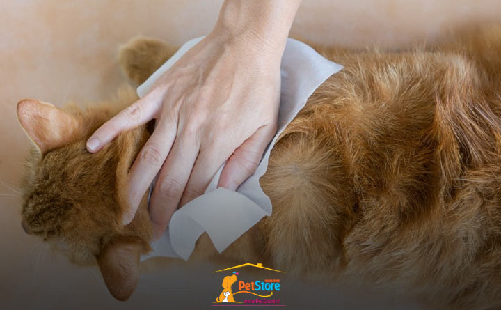 تمیز کردن بدن گربه با دستمال مرطوب