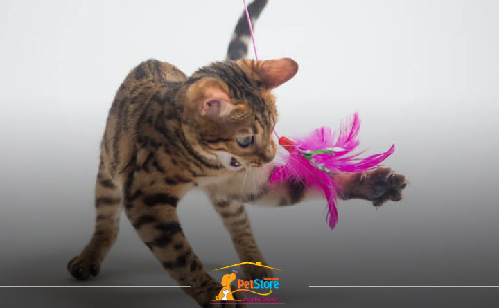 رشد مهارتهای گربه با اسباببازی