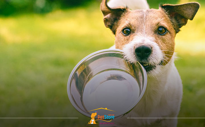 رژیم غذایی سگ عقیم شده 