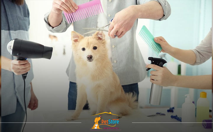 اهمیت توجه به آرایش و بهداشت سگ