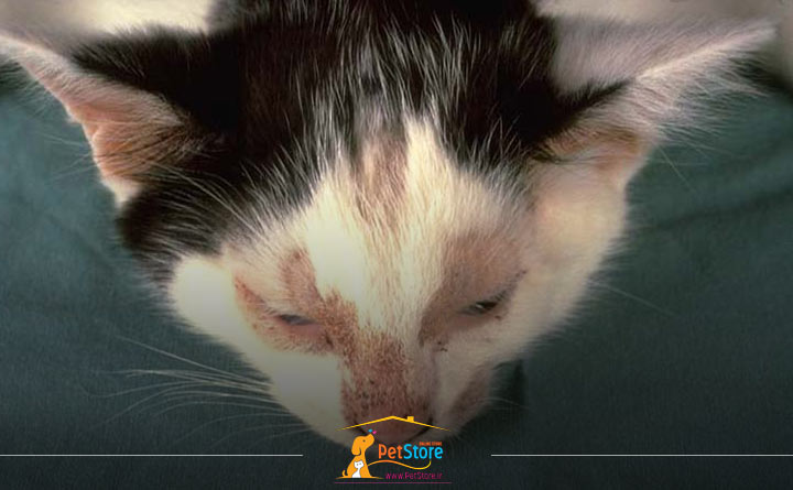 درماتوفیتوز در بچه گربه 