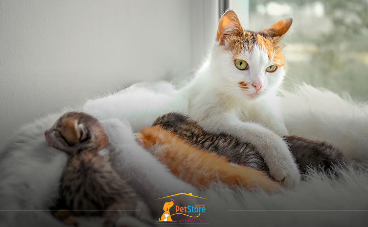 گربه در حال زایمان