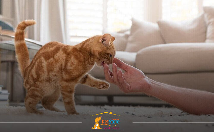 درمان گلوله مویی گربه